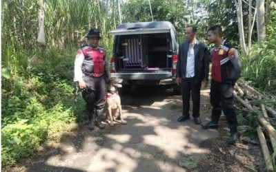 Jelang Iduladha, Maling Sapi Kembali Beraksi di Ranuyoso Lumajang: Satu Ekor Sapi Limosin Raib
