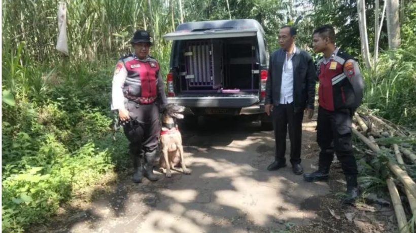 Jelang Iduladha, Maling Sapi Kembali Beraksi di Ranuyoso Lumajang: Satu Ekor Sapi Limosin Raib