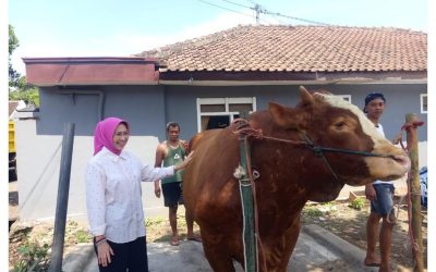 Kebanggaan Peternak Lokal, Sapi Seberat 1,1 Ton Asal Lumajang Jadi Hewan Kurban Presiden Prabowo