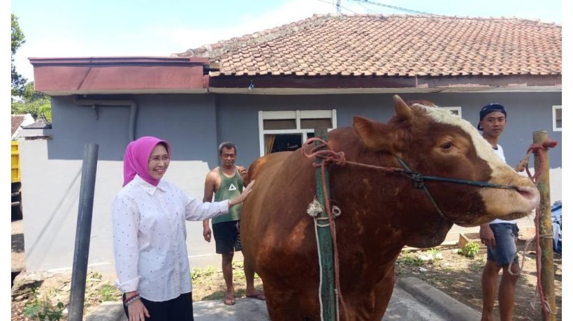 Kebanggaan Peternak Lokal, Sapi Seberat 1,1 Ton Asal Lumajang Jadi Hewan Kurban Presiden Prabowo