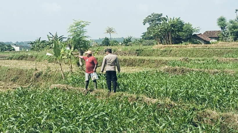Bhabinkamtibmas Polsek Sukorejo Dampingi Petani Optimalkan Lahan Produktif