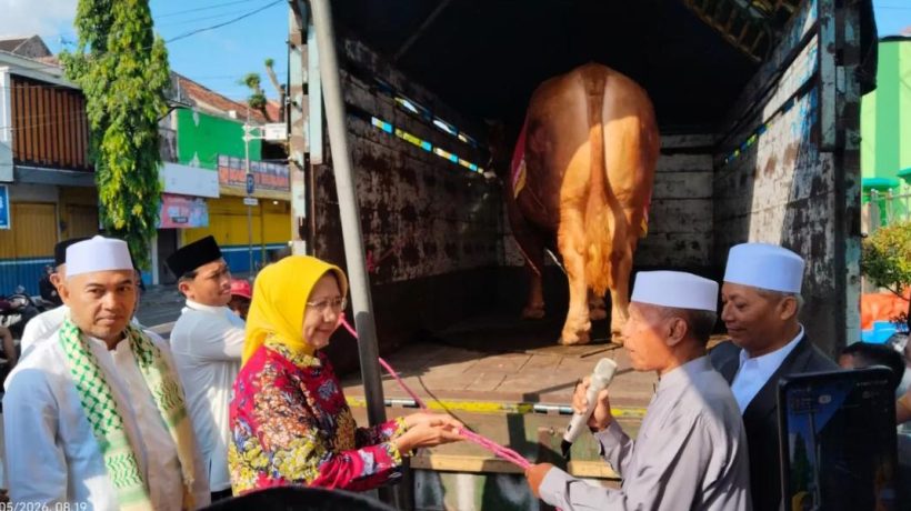 Tak Muat di Masjid, Sapi Raksasa 1,2 Ton Milik Presiden Prabowo Terpaksa Dieksekusi ke RPH Lumajang