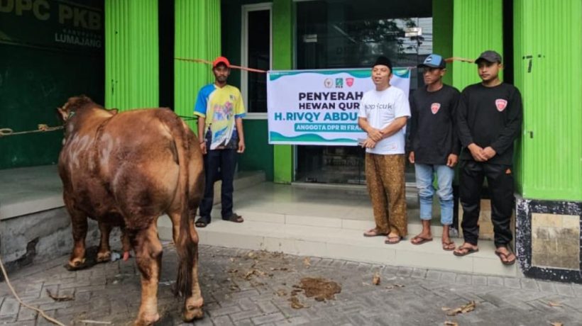 Idul Adha Penuh Berkah, Gus Rivqy Salurkan Puluhan Sapi Qurban ke Jember-Lumajang, Ada yang Berbobot 1 Ton!