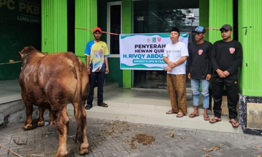 Idul Adha Penuh Berkah, Gus Rivqy Salurkan Puluhan Sapi Qurban ke Jember-Lumajang, Ada yang Berbobot 1 Ton!
