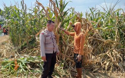 Polsek Winongan Pantau Lahan Jagung di Desa Menyarik Dukung Program Ketahanan Pangan Nasional