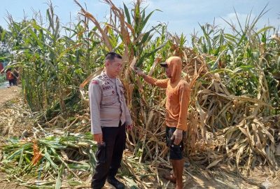 Polsek Winongan Pantau Lahan Jagung di Desa Menyarik Dukung Program Ketahanan Pangan Nasional