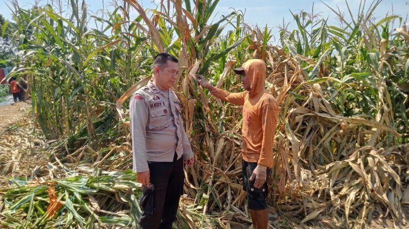 Polsek Winongan Pantau Lahan Jagung di Desa Menyarik Dukung Program Ketahanan Pangan Nasional