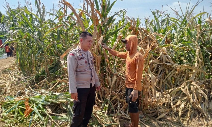Polsek Winongan Pantau Lahan Jagung di Desa Menyarik Dukung Program Ketahanan Pangan Nasional