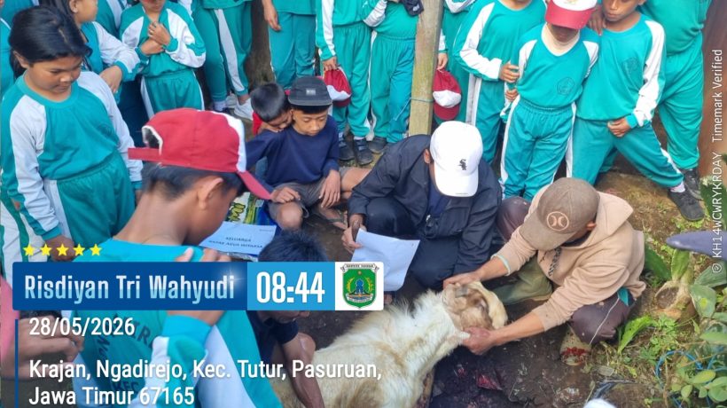 Tanamkan Karakter Berbagi, SDN Ngadirejo I Tutur Pasuruan Sembelih Dua Ekor Kambing di Momen Idul Adha