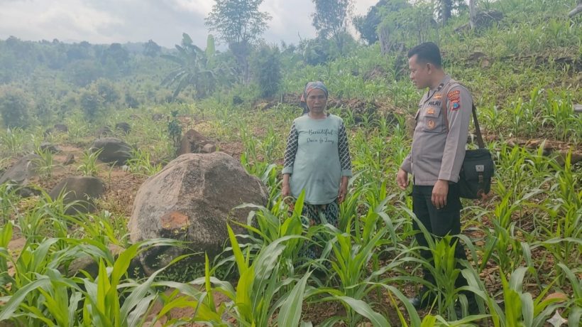Tak Hanya Jaga Kamtibmas, Bhabinkamtibmas di Tutur Ikut Rawat Ladang Jagung Warga
