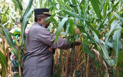 Dukung Asta Cita Presiden, Polsek Puspo Panen Jagung Bersama Petani