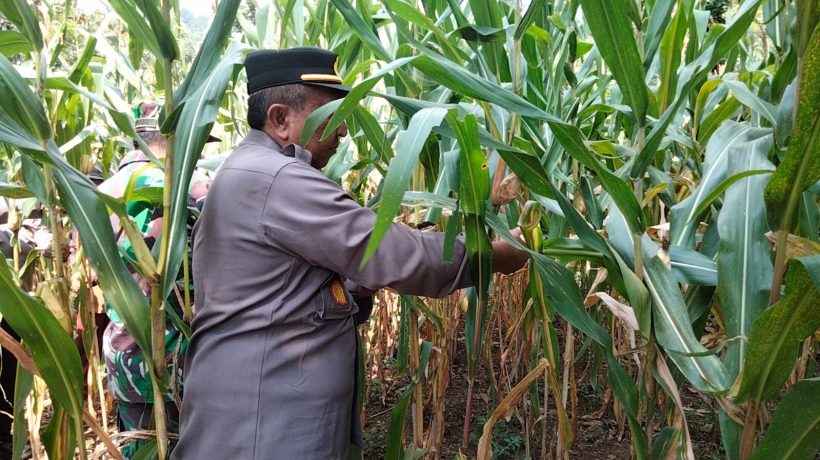 Dukung Asta Cita Presiden, Polsek Puspo Panen Jagung Bersama Petani