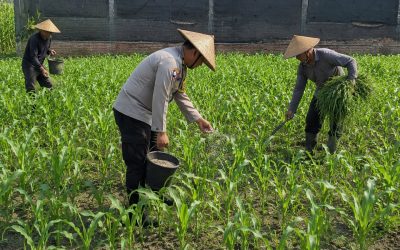 Pak Bhabin Penggerak Ketahanan Pangan, Dampingi Petani Jagung di Kota Malang