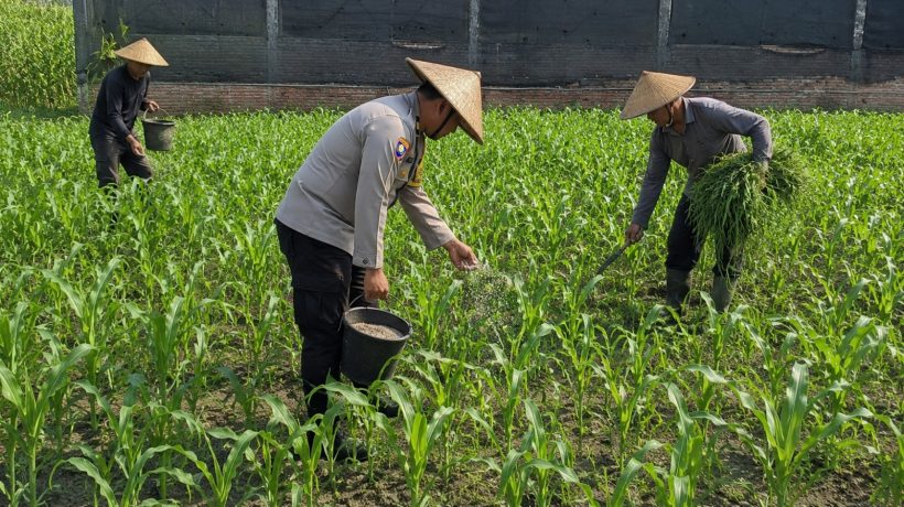 Pak Bhabin Penggerak Ketahanan Pangan, Dampingi Petani Jagung di Kota Malang