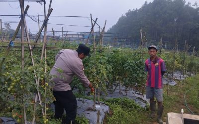 Bhabinkamtibmas Polsek Nongkojajar Pantau Tanaman Tomat di Desa Pungging, Dukung Program P2B Ketahanan Pangan