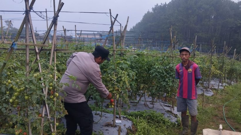 Bhabinkamtibmas Polsek Nongkojajar Pantau Tanaman Tomat di Desa Pungging, Dukung Program P2B Ketahanan Pangan