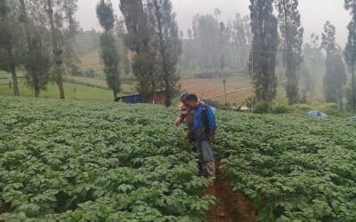 Polsek Tosari Dampingi Warga Kelola Pertanian, Pantau Lahan Kentang di Podokoyo