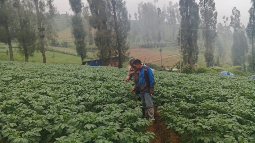 Polsek Tosari Dampingi Warga Kelola Pertanian, Pantau Lahan Kentang di Podokoyo