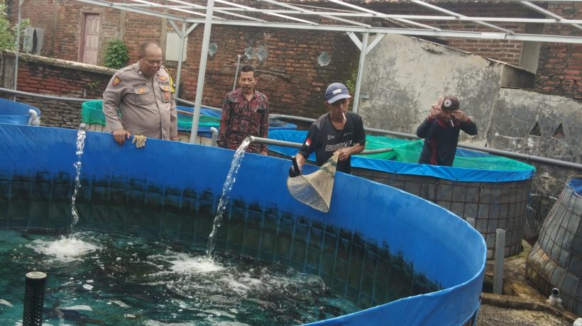 Babinkamtibmas Polsek Bangil Dampingi Warga Tambakan Kembangkan Budidaya Lele di Pekarangan