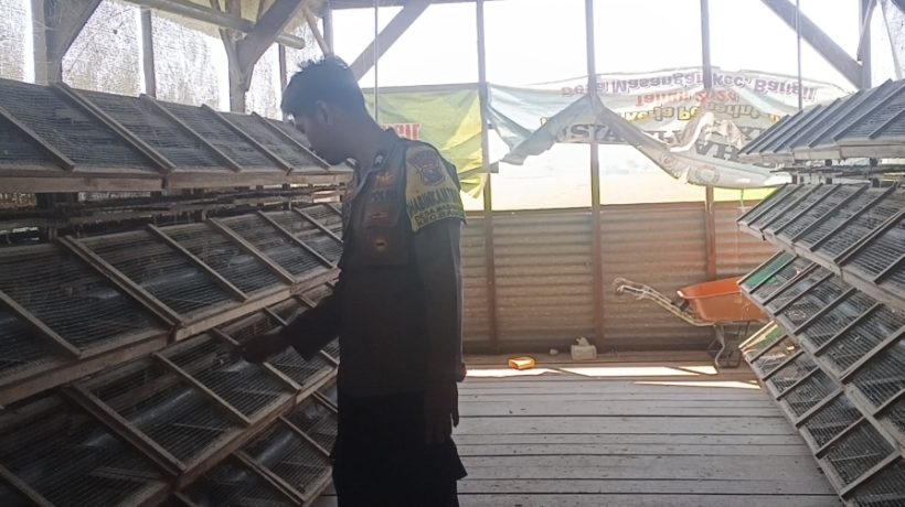 Bhabinkamtibmas Masangan Monitoring Peternakan Puyuh Produktif Milik Bumdes