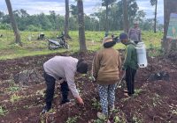 Polri Turun ke Lahan, Dampingi Petani Tanam Jagung Kuartal IV Dukung Swasembada Pangan di Pasuruan