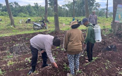 Polri Turun ke Lahan, Dampingi Petani Tanam Jagung Kuartal IV Dukung Swasembada Pangan di Pasuruan