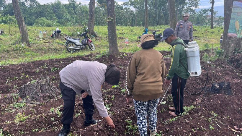 Polri Turun ke Lahan, Dampingi Petani Tanam Jagung Kuartal IV Dukung Swasembada Pangan di Pasuruan