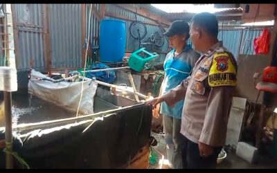 Bhabinkamtibmas Bangil Dampingi Warga Kembangkan Budidaya Lele, Dukung Program Pekarangan Pangan Bergizi