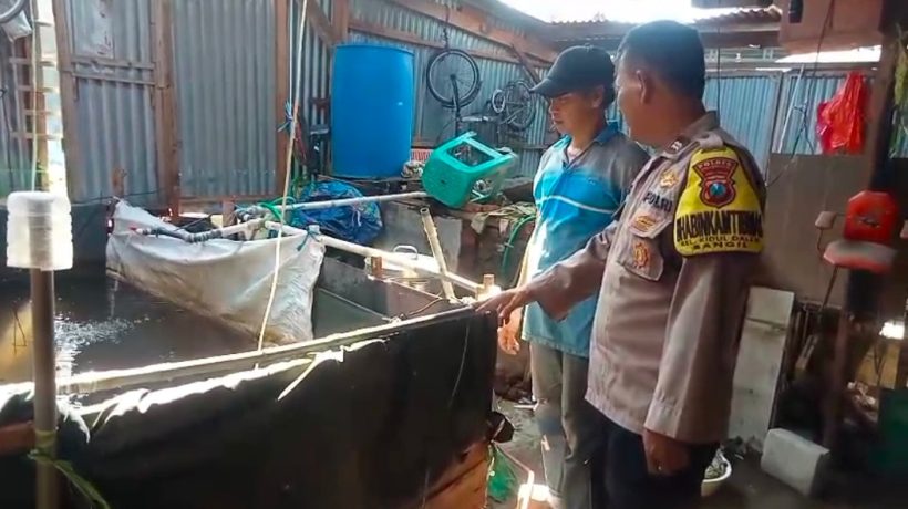 Bhabinkamtibmas Bangil Dampingi Warga Kembangkan Budidaya Lele, Dukung Program Pekarangan Pangan Bergizi