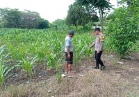 Gugus Tugas Polsek Kejayan Pantau Tanaman Jagung di Tanggulangin, Wujudkan Asta Cita Ketahanan Pangan