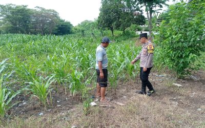 Gugus Tugas Polsek Kejayan Pantau Tanaman Jagung di Tanggulangin, Wujudkan Asta Cita Ketahanan Pangan