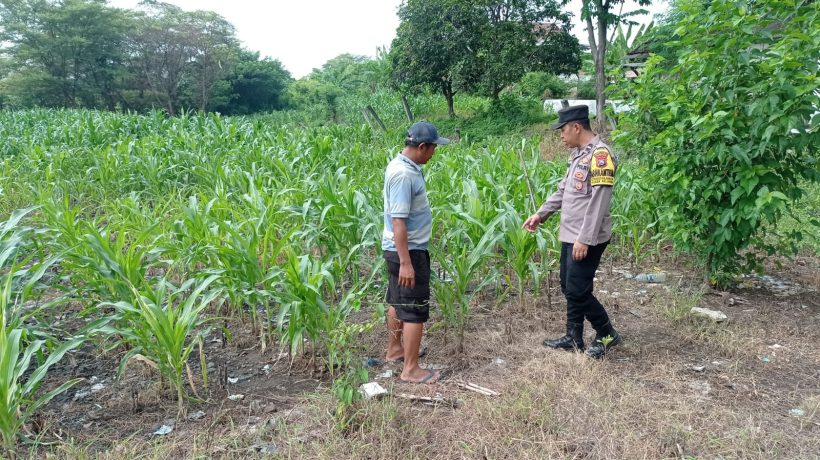 Gugus Tugas Polsek Kejayan Pantau Tanaman Jagung di Tanggulangin, Wujudkan Asta Cita Ketahanan Pangan