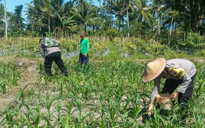 Polres Lumajang Terjunkan Personel  Penggerak Ketahanan Pangan Dampingi Warga Tani