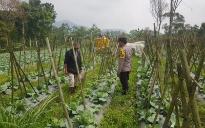 Polisi Turun ke Lahan, Pantau Perkembangan Kubis di Desa Gendro
