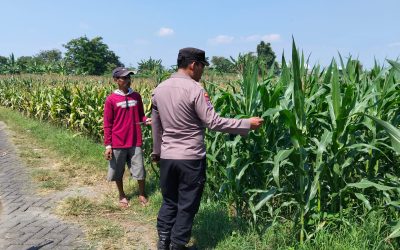 Bhabinkamtibmas Sukorejo Cek Pertumbuhan Jagung Warga