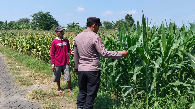 Bhabinkamtibmas Sukorejo Cek Pertumbuhan Jagung Warga