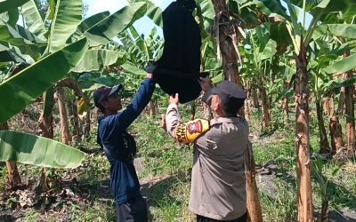 Polsek Rembang Pantau Pekarangan Pangan Bergizi Pisang Cavendish, Dukung Ketahanan Pangan Nasional