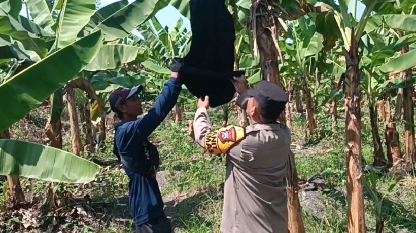 Polsek Rembang Pantau Pekarangan Pangan Bergizi Pisang Cavendish, Dukung Ketahanan Pangan Nasional