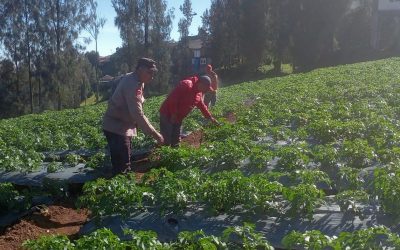 Gugus Tugas Ketahanan Pangan Polsek Tosari Pantau Tanaman Kentang di Desa Baledono