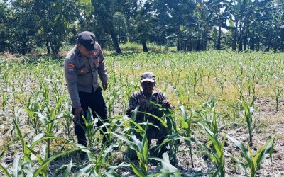 Bhabinkamtibmas Polsek Nongkojajar Tinjau Lahan Jagung P2B, Dukung Asta Cita Ketahanan Pangan