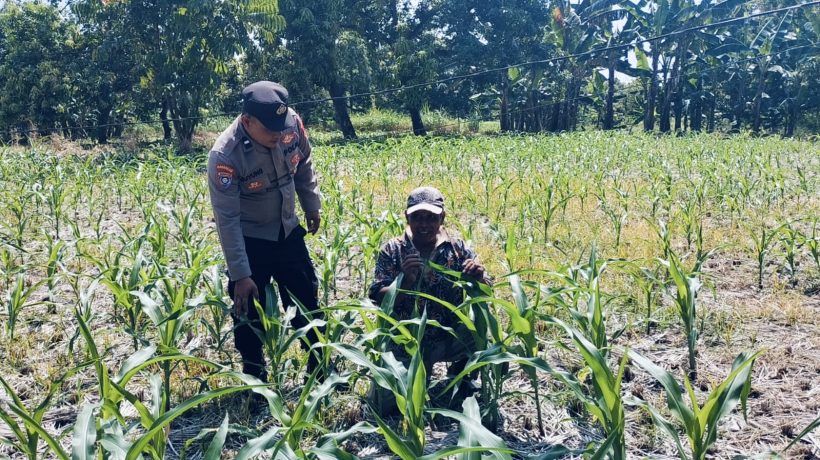 Bhabinkamtibmas Polsek Nongkojajar Tinjau Lahan Jagung P2B, Dukung Asta Cita Ketahanan Pangan