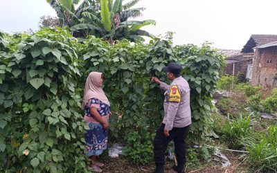 Polsek Nongkojajar Dampingi Warga Kembangkan Buncis untuk Perkuat Ketahanan Pangan di Tutur