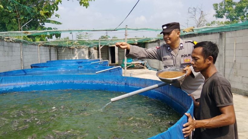 Bhabinkamtibmas Polsek Rembang Pantau Budidaya Lele, Dukung Ketahanan Pangan Nasional
