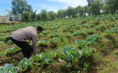 Polsek Nongkojajar Pantau Lahan Kubis Warga Program P2B
