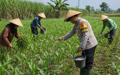Bhabinkamtibmas Polsek Pasrepan Ikut Awasi Perkembangan Tanaman Jagung Warga