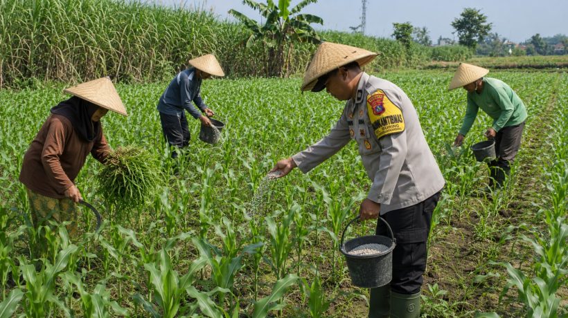 Bhabinkamtibmas Polsek Pasrepan Ikut Awasi Perkembangan Tanaman Jagung Warga