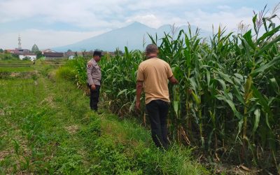 Bhabinkamtibmas Sukorejo Dampingi Petani Pantau Pertumbuhan Jagung