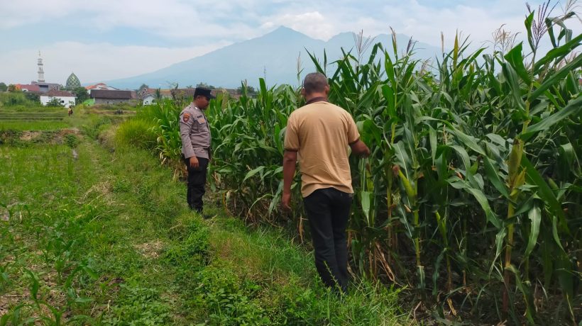 Bhabinkamtibmas Sukorejo Dampingi Petani Pantau Pertumbuhan Jagung