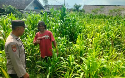 Bukan Sekadar Patroli, Polisi di Tutur Kini Aktif Dampingi Petani Jagung