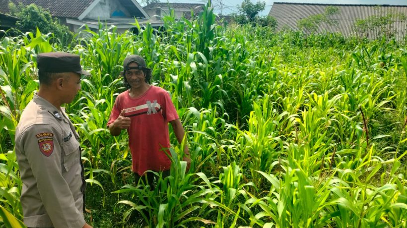 Bukan Sekadar Patroli, Polisi di Tutur Kini Aktif Dampingi Petani Jagung